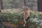 young Lynx