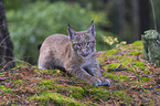 lying young Lynx