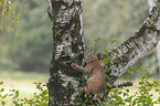 young lynx climbs on tree