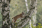 young lynx climbs on tree