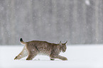 Lynx walks through deep snow