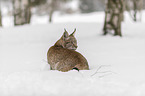 Lynx stands in deep snow