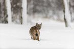 Lynx stands in deep snow
