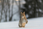 Lynx in the snow