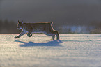 Lynx in the snow