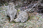 lynxes