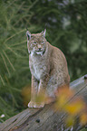 lynx