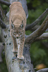 Lynx balances on tree trunk