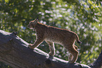 Lynx balances on tree trunk