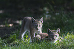 lynxes