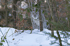 Lynx in the snow