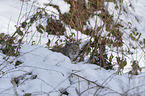 Lynx in the snow