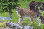 lynx