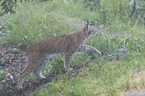 Lynx in the fog