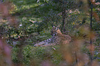 lying Eurasian Lynx