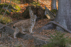 walking Eurasian Lynx