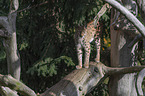 standing Eurasian Lynx