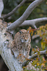 sitting Eurasian Lynx