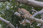 Eurasian Lynx on the branch