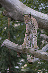 standing Eurasian Lynx