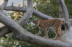 walking Eurasian Lynx