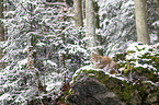 Eurasian Lynx