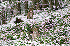 sitting Eurasian Lynxes