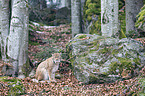 sitting Eurasian Lynx