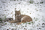 lying Eurasian Lynx