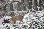 standing Eurasian Lynx