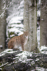 sitting Eurasian Lynx