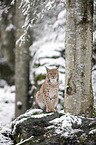 sitting Eurasian Lynx