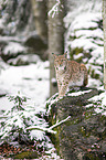 sitting Eurasian Lynx