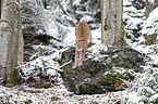 standing Eurasian Lynx