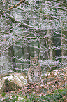 sitting Eurasian Lynx