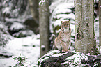 sitting Eurasian Lynx