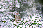 sitting Eurasian Lynx