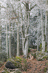 sitting Eurasian Lynx