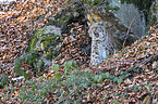 sitting Eurasian Lynx