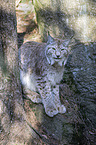 sitting Eurasian Lynx