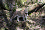 standing Eurasian Lynx