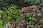 walking Lynx