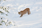 walking Lynx