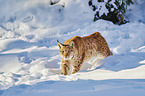 walking Lynx