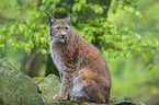 sitting Lynx