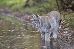 standing Lynx