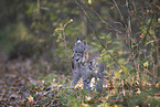 Eurasian Lynx