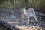 standing Lynx