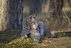 lying Lynx