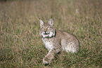 sitting Lynx